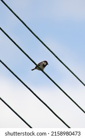 A male sparrow sits on telephone wires with a blue sky behind 