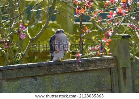 Male Sparrowhawk (Accipiter nisus) perched on a fence standing on one leg