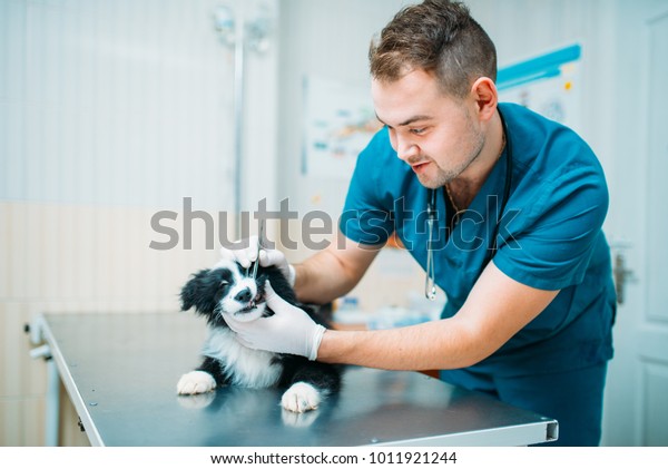 Male\
specialist examining dog, veterinary\
clinic
