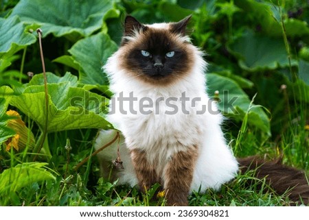 Male specimen of Siamese Himalayan Persian cat