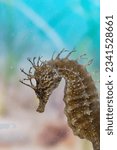 male spiny seahorse in captivty