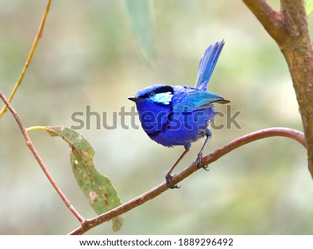 A male Splendid Fairywren sits on a brach observing the mixed flock that has joined him