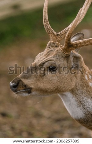 Similar – Foto Bild Bambi Tier Wildtier