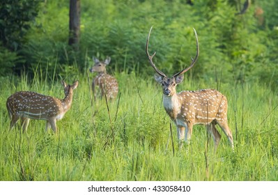 Male Spotted Deer In Jim Corbett National Park