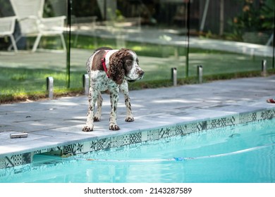 Male Springer Spaniel Dog Standing Quietly Near Backyard Pool