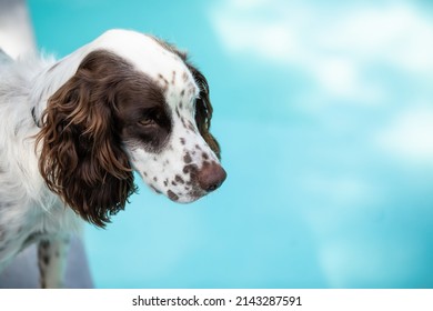 Male Springer Spaniel Dog Standing Quietly Near Backyard Pool