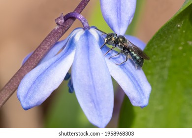 Blue Carpenter Bees Images Stock Photos Vectors Shutterstock