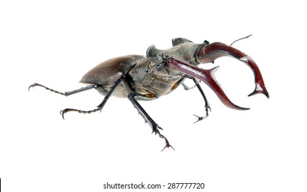 Male Stag Beetle Isolated On White Stock Photo 287777720 | Shutterstock