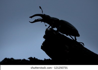 Male Stag beetle (Lucanus cervus) silhouette