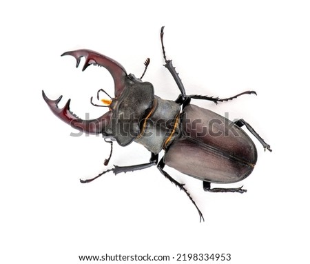 Male stag beetle, Lucanus cervus isolated on white background