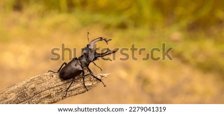 male stag beetle in natural habitat.
