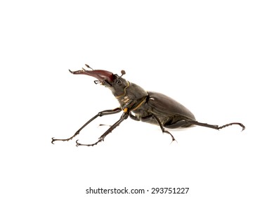 Male Stag Beetle On White Bottom Stock Photo 293751227 | Shutterstock