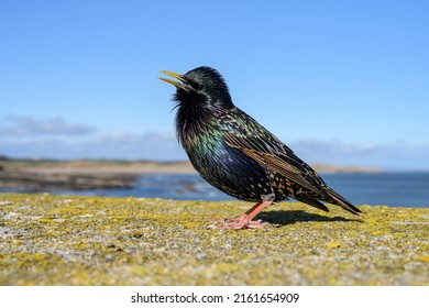 Male Starling Singing On Seahouses Harbour Wall