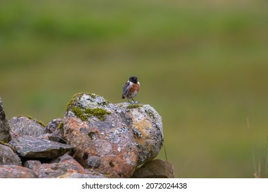 Male Stone Chat On A Rock