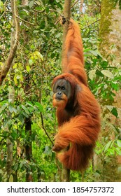 Male Sumatran orangutan (Pongo abelii) hanging in trees in Gunung Leuser National Park, Sumatra, Indonesia. Sumatran orangutan is endemic to the north of Sumatra and is critically endangered.