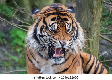 A Male Sumatran Tiger Snarling