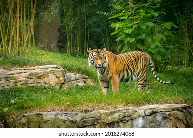 Male Sumatran Tiger as zoo specimen in Nashville Tennesee.