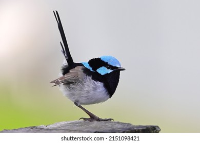 Male Superb Fairy Wren  (Malurus Cyaneus)