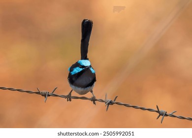 Male Superb Fairy Wren perched on a fence - Powered by Shutterstock