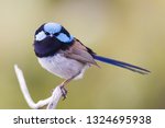 male Superb Fairywren Malurus cyaneus on Bruny Island, Tasmania, Australia