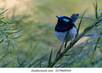 Male Superb Fairy-wren (Malurus Cyaneus)