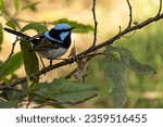 A male superb fairywren perched on a tree branch