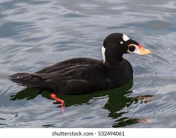 Male Surf Scoter