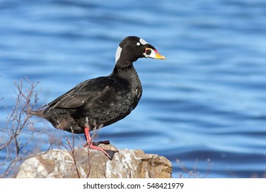 Male Surf Scoter