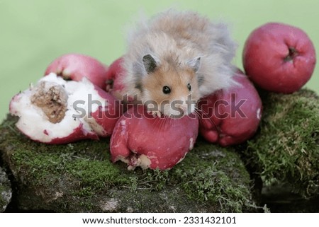 A male Syrian hamster eating a pink Malay apple that fell to the ground. This rodent has the scientific name Mesocricetus auratus.