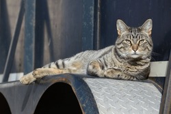 Male Tabby Cat Sun Bathing On The Wheel Well Of A Old Steel Horse Trailer