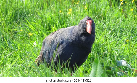 Male Takahe (Porphyrio Hochstetteri) In Captivity, Te Anau Bird Sanctuary, New Zealand