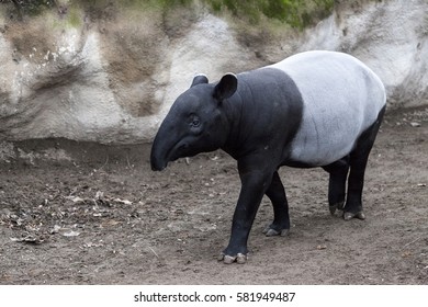 The male tapir runs along the trail to the waterhole