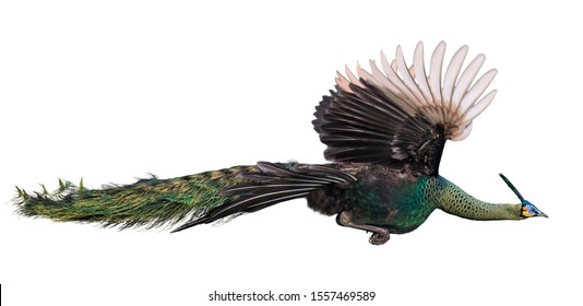 10,244 Flying peacock Images, Stock Photos & Vectors | Shutterstock