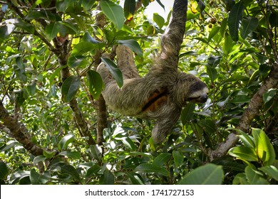 Male Three Toed Sloth In Panama