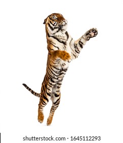 Male Tiger Jumping, Big Cat, Isolated On White