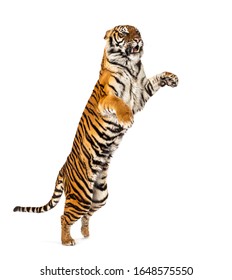 Male Tiger Jumping, Big Cat, Isolated On White