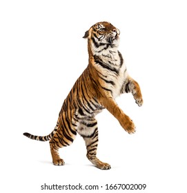 Male Tiger Jumping, Big Cat, Isolated On White