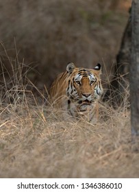 Male Tiger At Pench National Park, India