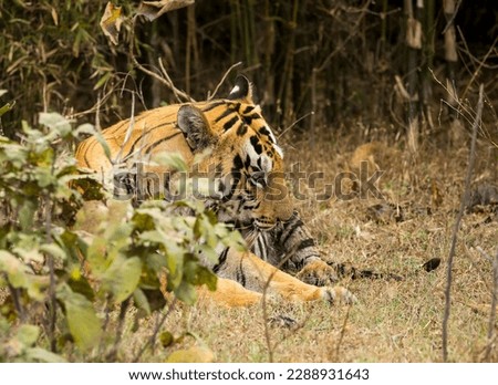 Male tiger tending some wounds on its forelimb