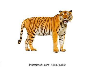 Male Tiger White Background Stock Photo 1388347832 | Shutterstock