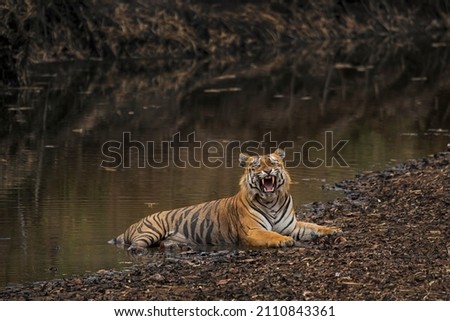 Male tiger yawning at Tadoba Andhari Tiger Reserve