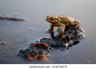 Male Toad sitting on small island in its breeding pond in Sauerland Germany, macro close up. The common toad (Bufo bufo) is a frog with brown skin covered with wart-like lumps and bright orange eyes.