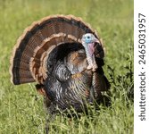 Male (Tom) Wild Turkey Strutting and Displaying. Los Altos Hills, Santa Clara County, California, USA.