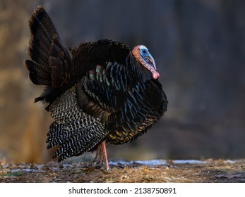 Male (tom) Wild Turkey With Its Tail Feathers Fanned Out, Standing On Snow In Early Spring 