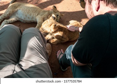 Male Tourist Touching, Petting, Stroking And Cuddling A 4 Month Old Lion Cub (Panthera Leo) At A Breeding Station, Cullinan, South Africa