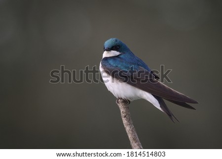 Male Tree Swallow Perched On End of Branch