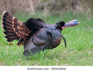 Male turkey displaying in spring