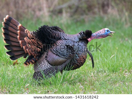 Male turkey displaying in spring