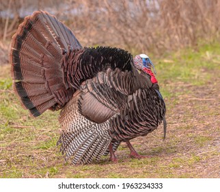 A male turkey displays its feathers in the springtime