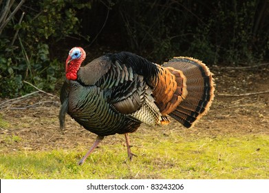 Male Turkey (gobbler) flaring its tail feathers in a typical display called strutting with wing tips pointed downward